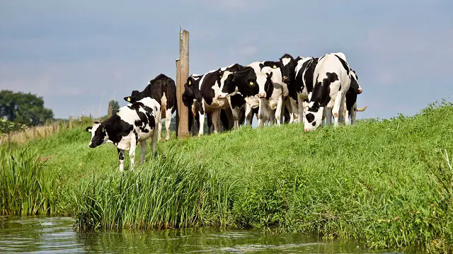 Cattle Shading Guide – Everything You Need to Know About Livestock Shade